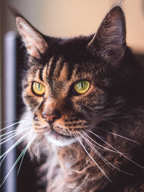 A cat with green eyes looking at the camera