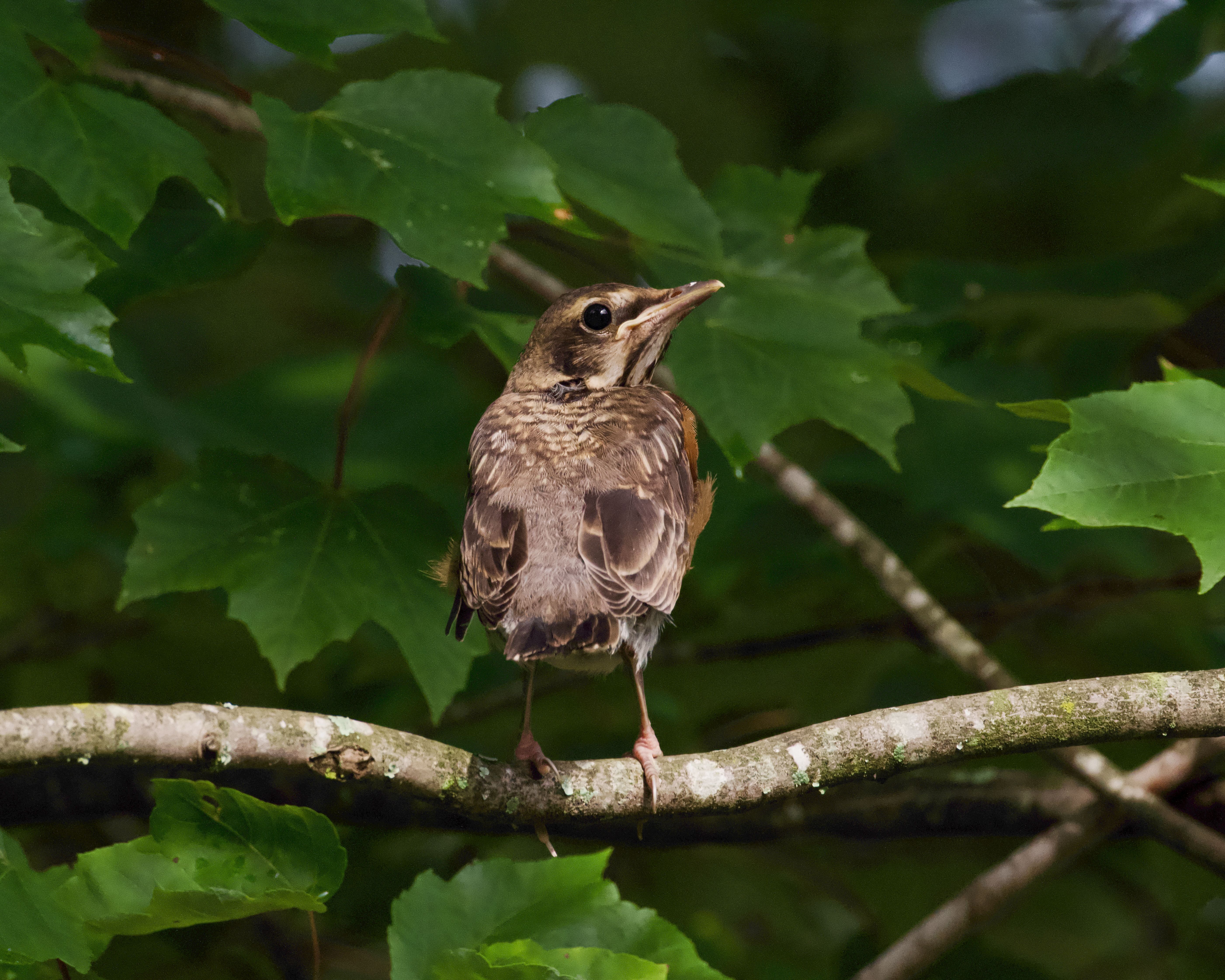 American Robin on Branch · Free Stock Photo