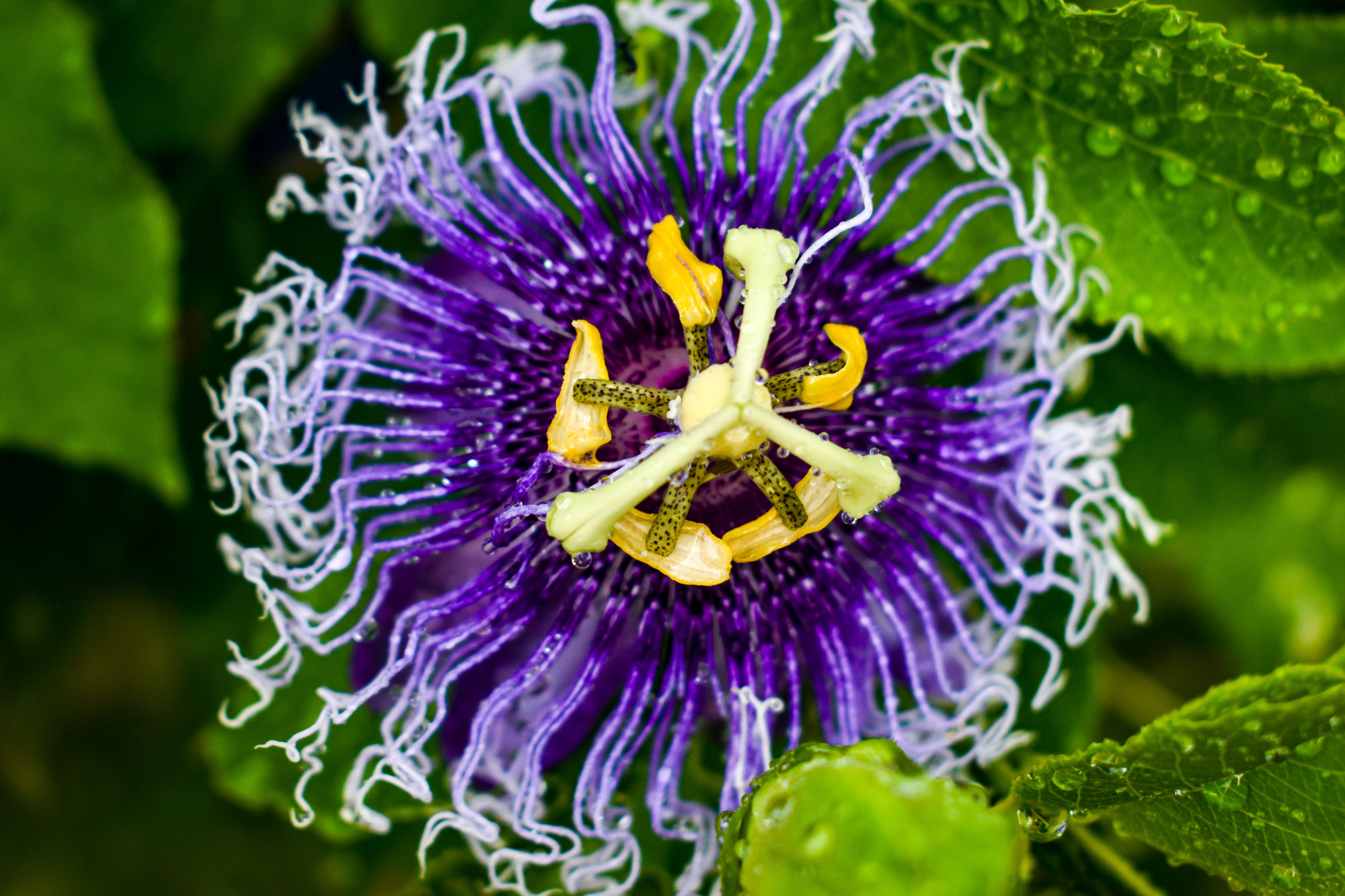 Closeup Photo of Purple-and-white Petaled Flowers · Free Stock Photo