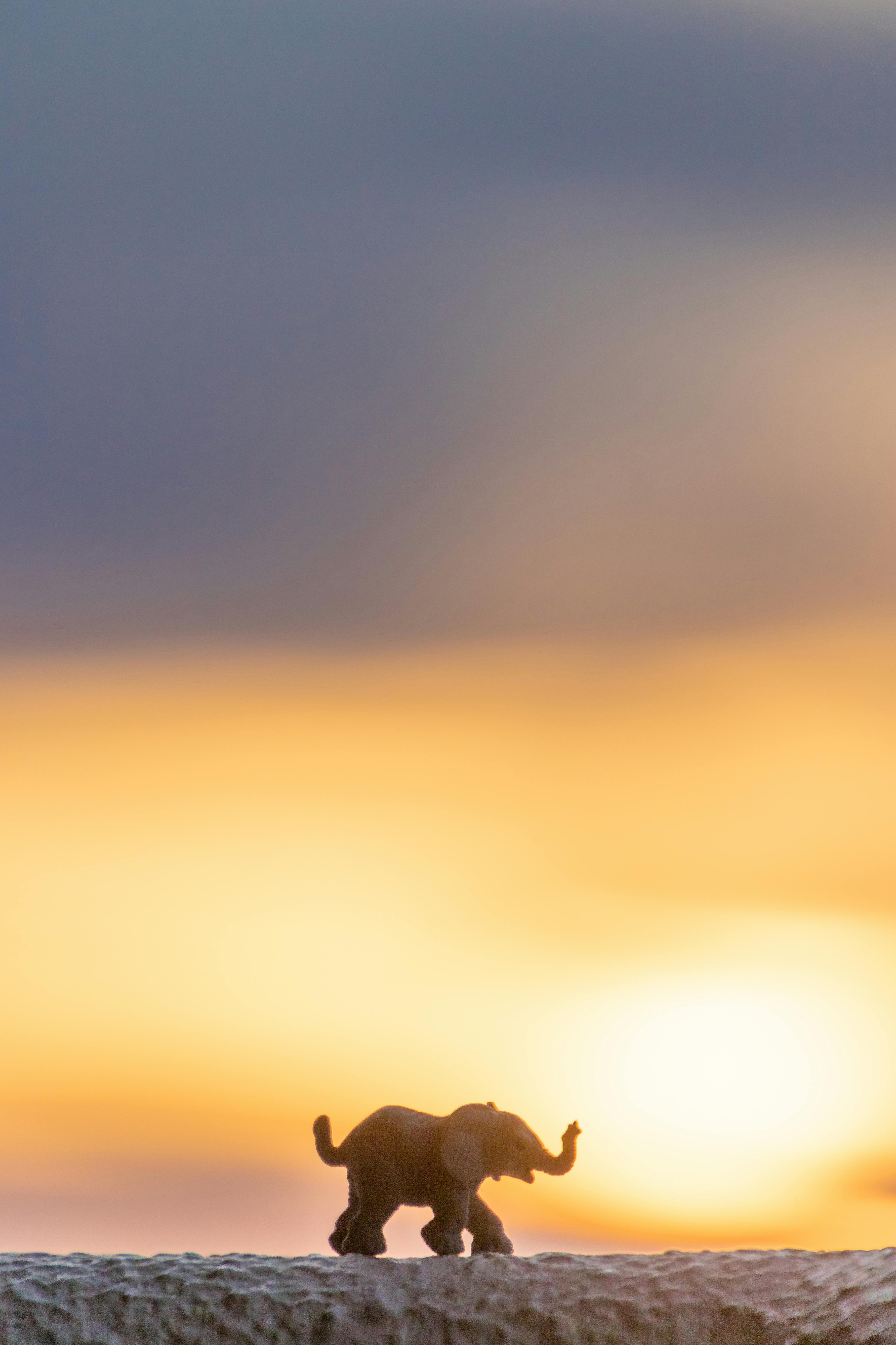 一只玩具大象在宁静的日落中营造出祥和而富有想象力的场景