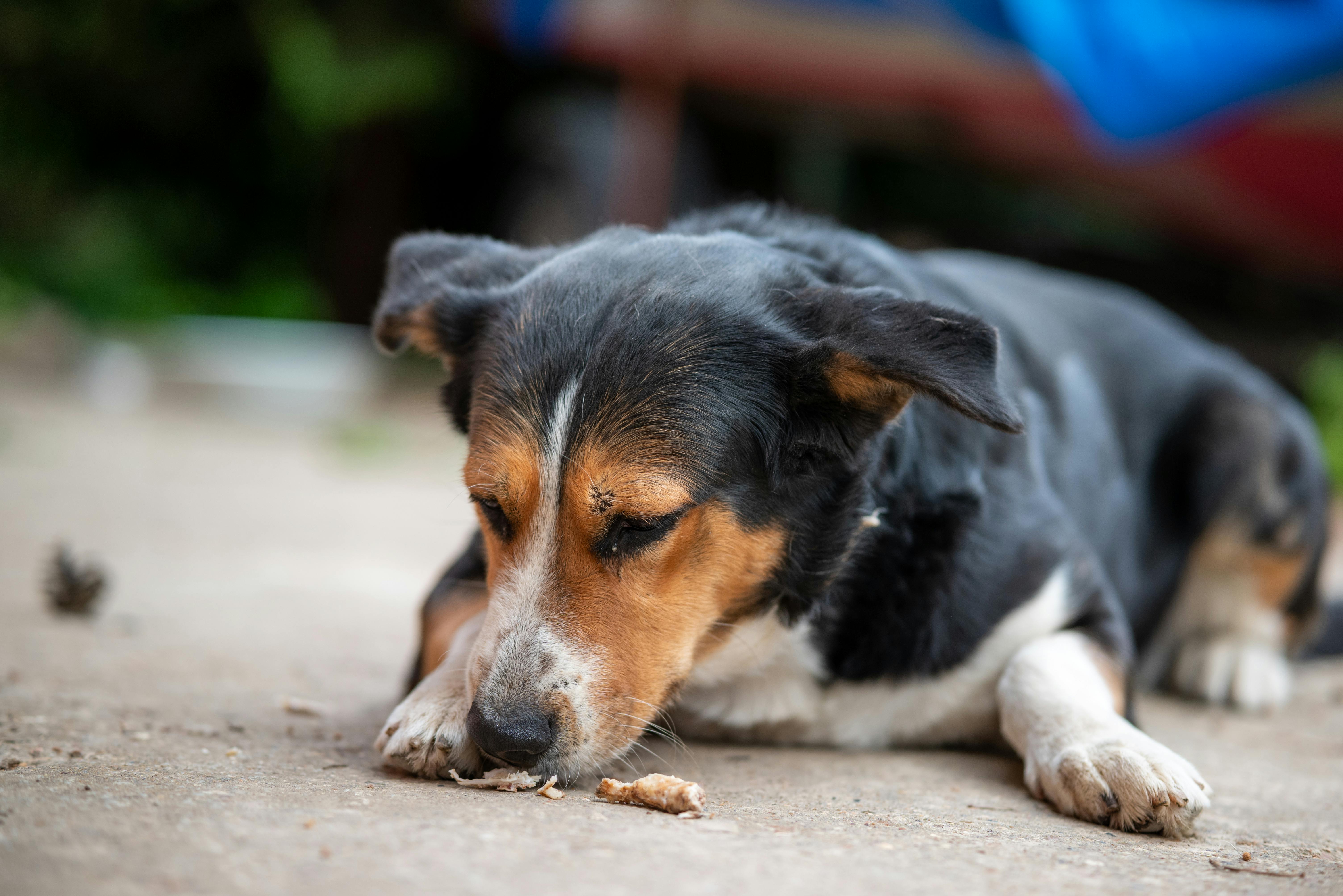 Puppy Smelling Food
