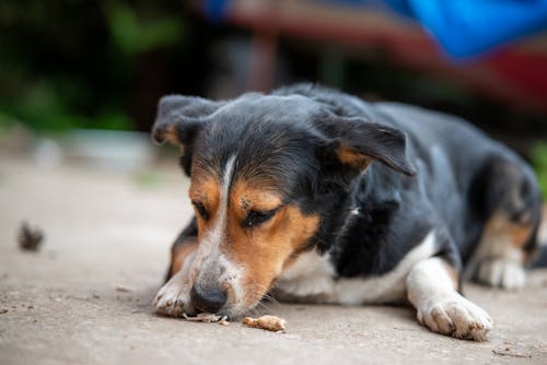 動物, 友誼, 可愛 的 免費圖庫相片