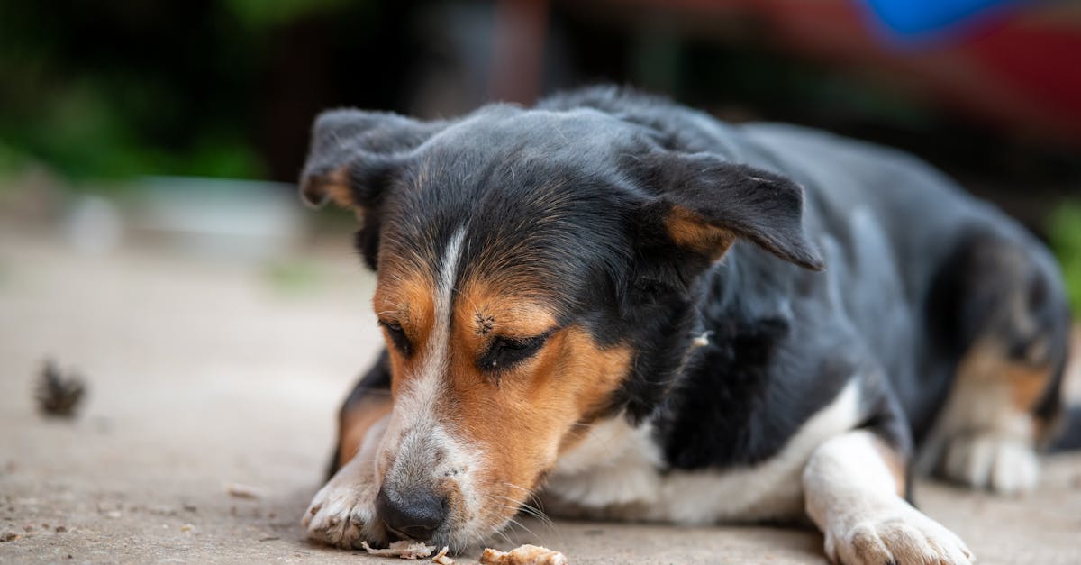 Puppy Smelling Food