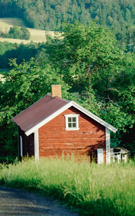 Foto profissional grátis de ao ar livre, árvore, campo