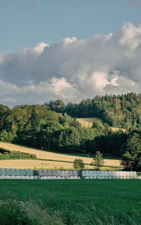 Ingyenes stockfotó fa, farm, fű témában