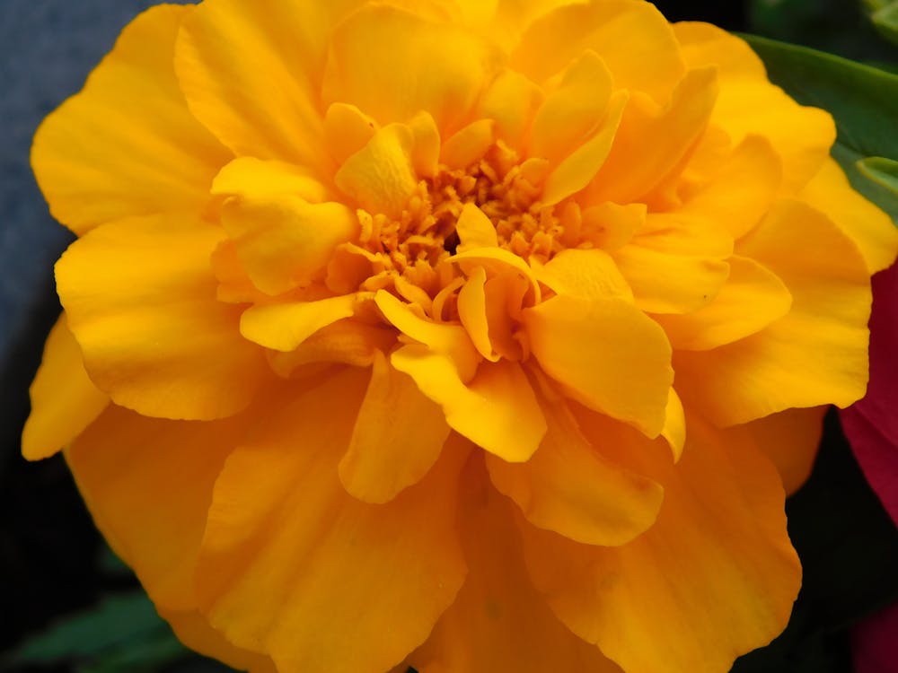 marigold