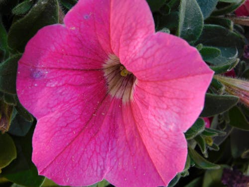 pink petunia,