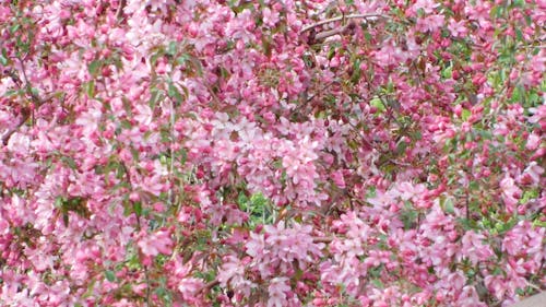 pink tiny flowers,