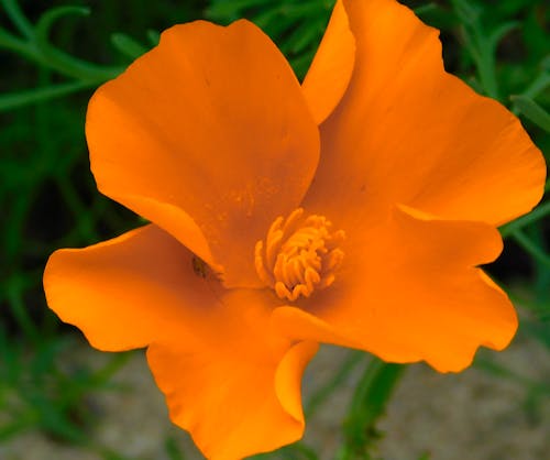 orange flower,