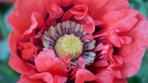 fully open poppy flower