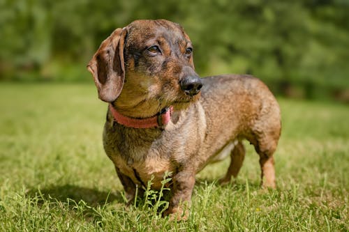 Δωρεάν στοκ φωτογραφιών με dachshund, άγρια φύση, αστείος