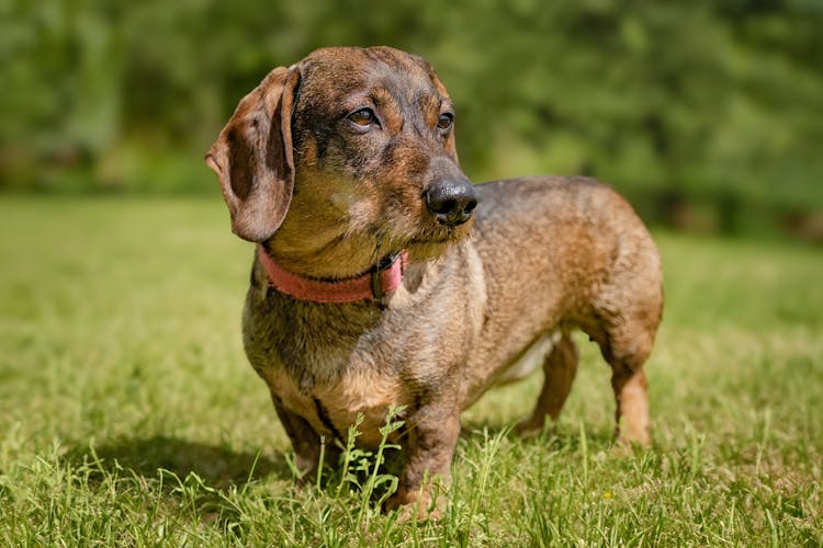 Brown Dog On A Meadow 