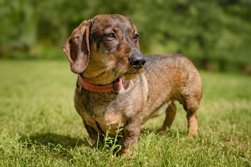 Red smooth-haired Dachshund standing alert in a sunlit meadow