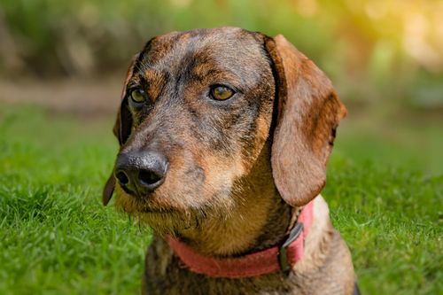 Free A close-up portrait of a Dachshund dog with a pink collar, sitting on green grass. Stock Photo