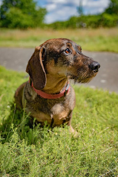 Δωρεάν στοκ φωτογραφιών με dachshund, άγρια φύση, αστείος