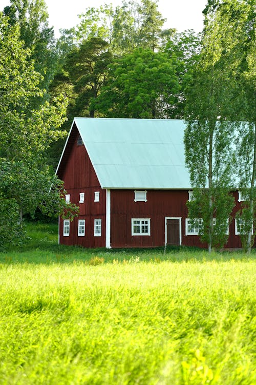 Бесплатное стоковое фото с газон, деревенский, дерево