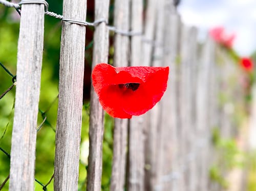 Základová fotografie zdarma na téma california poppy, červené mák, mák setý