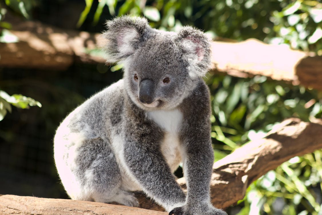 Calienta pies Koala gris