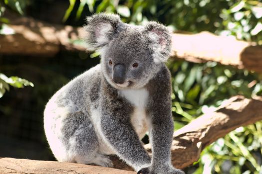 Close-up Photo of Grey Koala Bear 