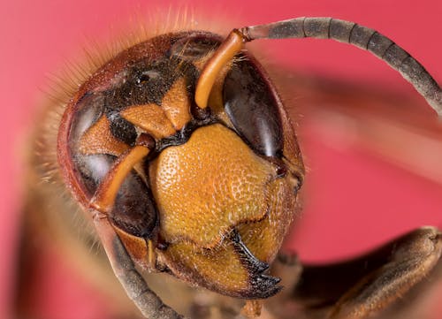 Macro Photography of a Bee