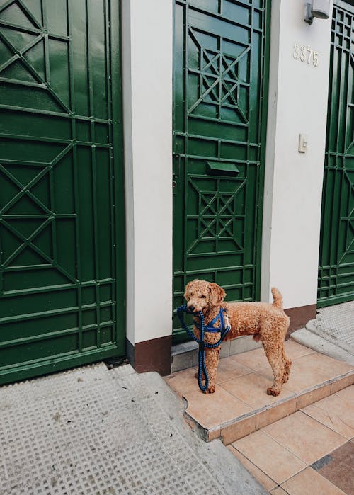 緑のドアの近くに立っている犬の写真