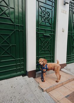 在马卡蒂，一只可爱的贵宾犬系着皮带，站在一扇绿色的门外