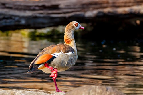 A bird with a long beak standing on a rock