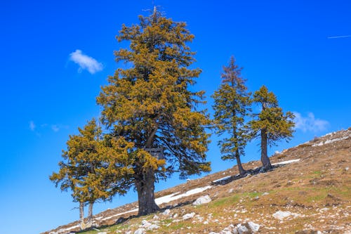 A group of trees on a hillside with a blue sky