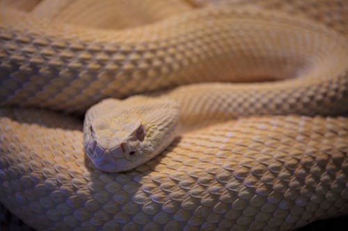 A close up of a snake laying on its back