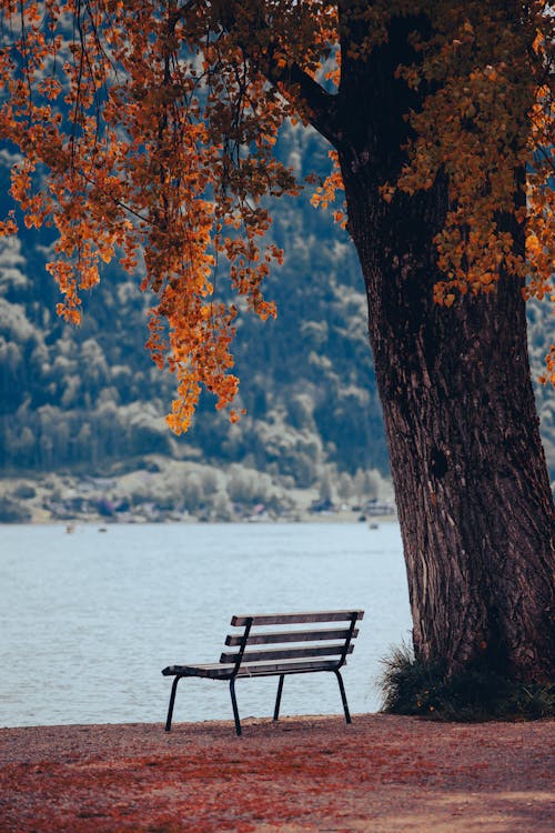 A bench under a tree by the water