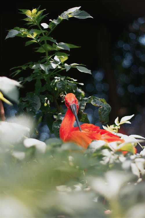 Foto profissional grátis de água, animais selvagens, ao ar livre