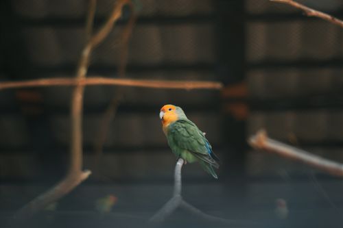Free Captivating image of a rosy-faced lovebird perched indoors on a branch. Stock Photo
