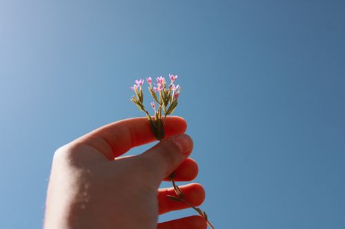 Free A hand holding delicate wildflowers against a clear blue summer sky, emphasizing simplicity and nature's beauty. Stock Photo