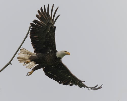 Free stock photo of bird, eagle