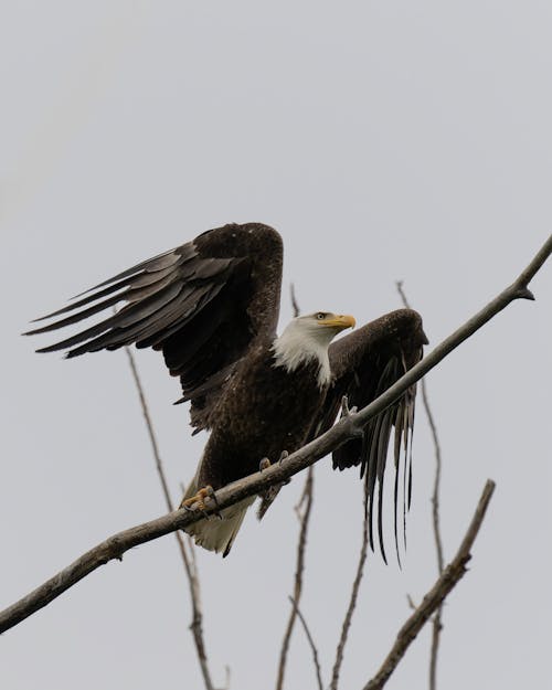 Foto d'estoc gratuïta de a l'aire lliure, àguila, àguila calba