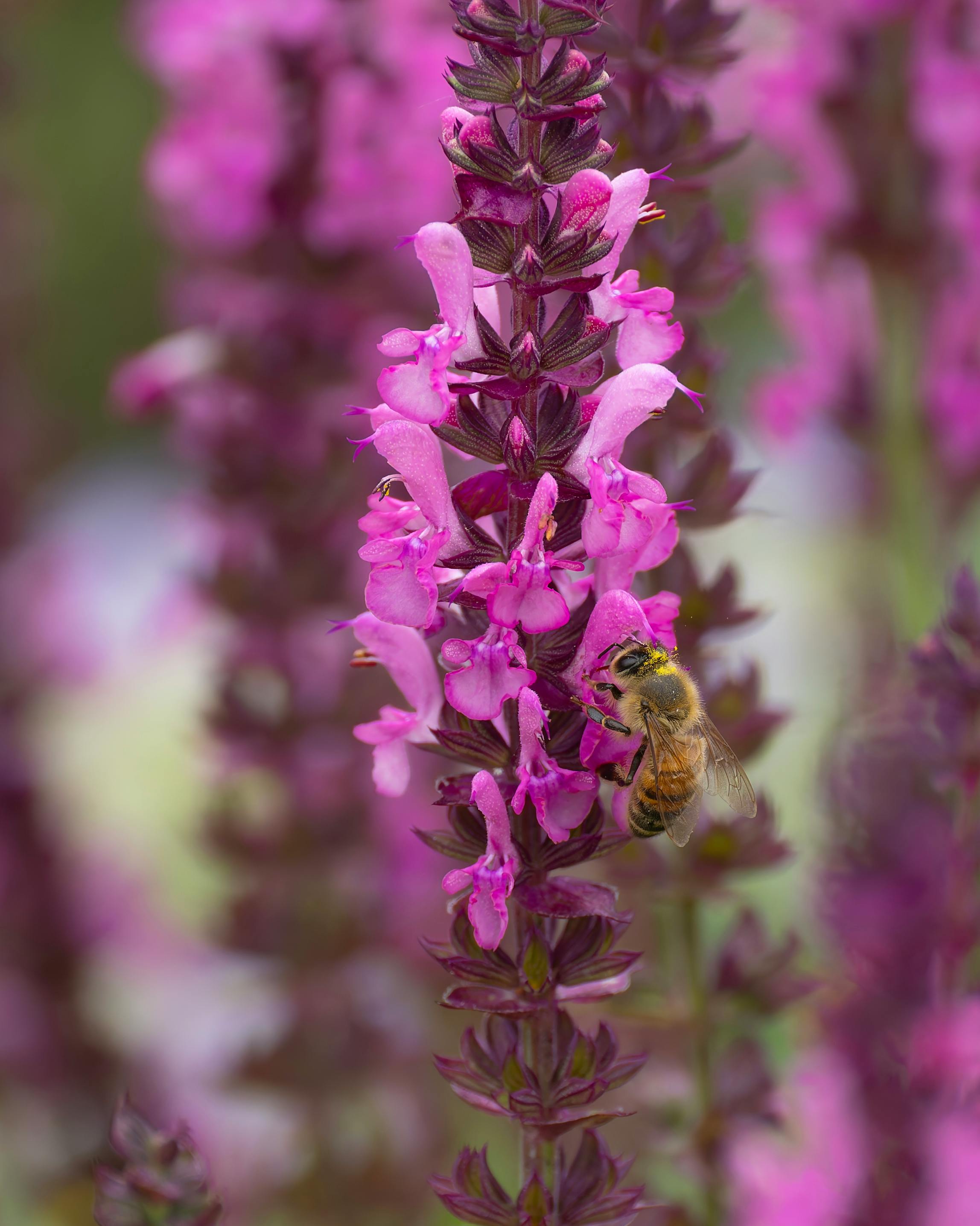 A bee actively pollinates vibrant purple flowers in a detailed close-up shot.