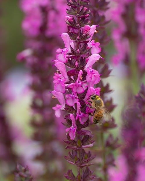 Photos gratuites de abeille, brillant, clairière