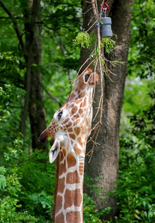 Foto profissional grátis de alimentação de girafa, alimentando, amantes da vida selvagem