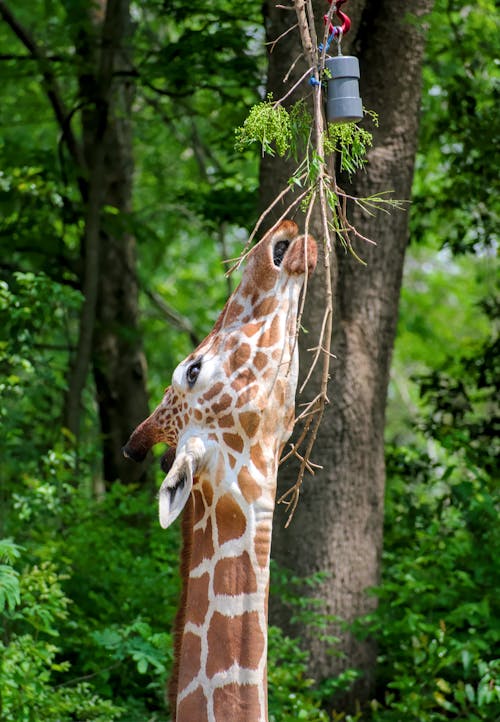 Giraffe Grazing