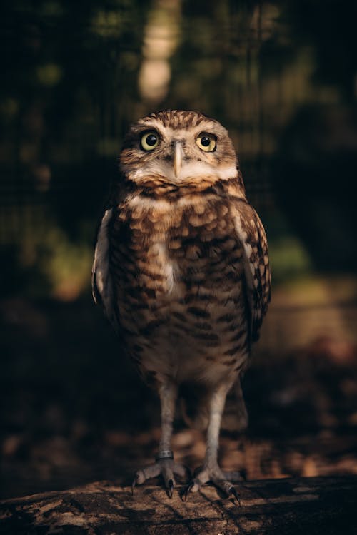 Foto stok gratis alam, binatang, burung