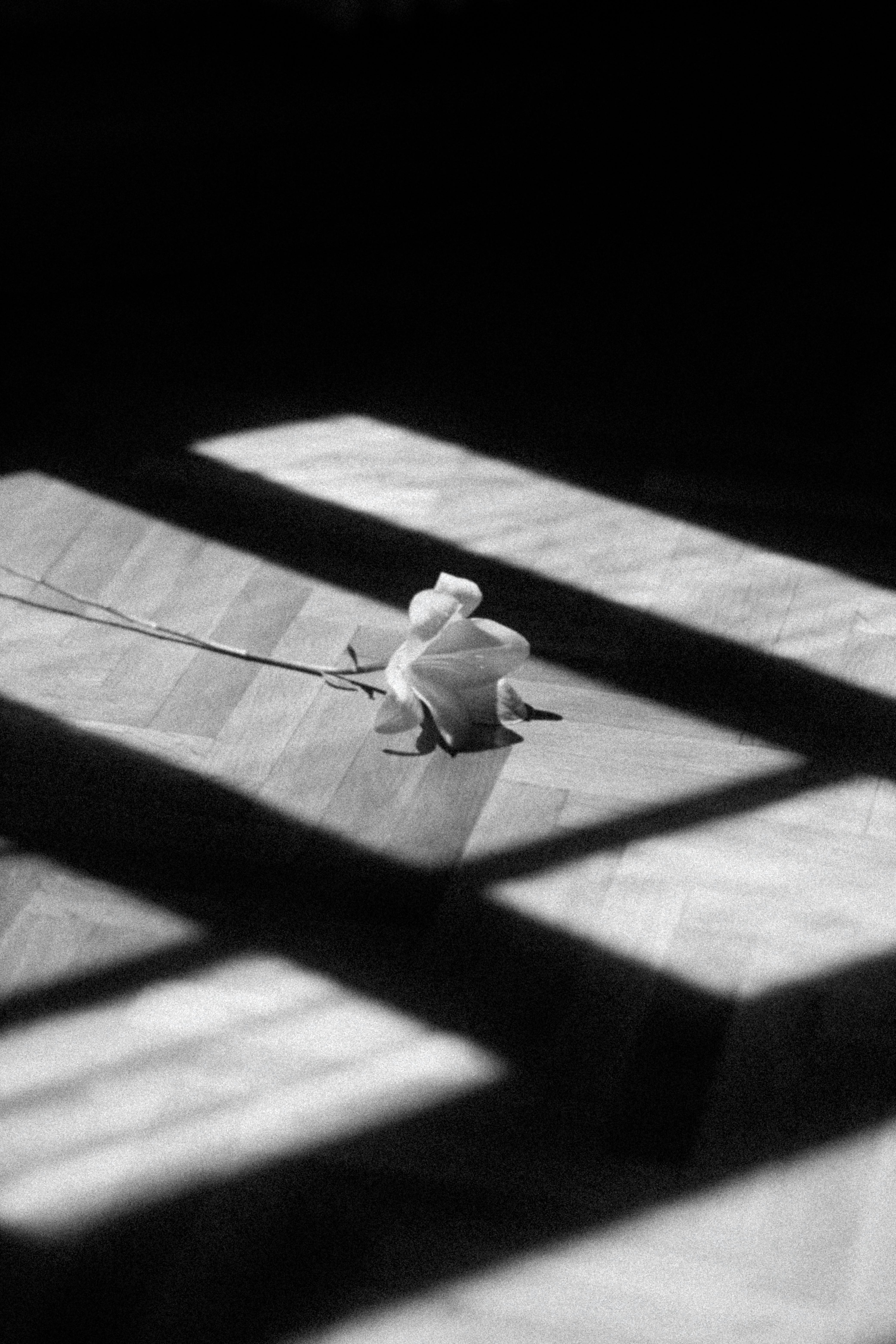 A single white rose casting shadows on a wooden floor in a black and white composition.