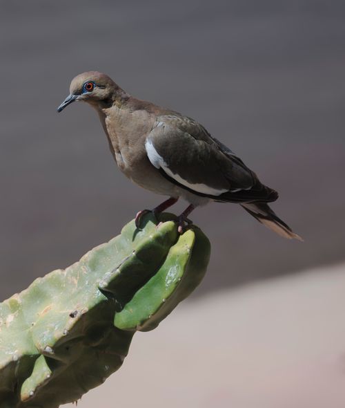 Free A West Peruvian Dove sits on a cactus against a blurred background in Mesa, AZ. Stock Photo