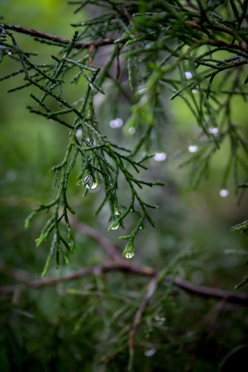 Kostnadsfri bild av droppar, efter regn, skog