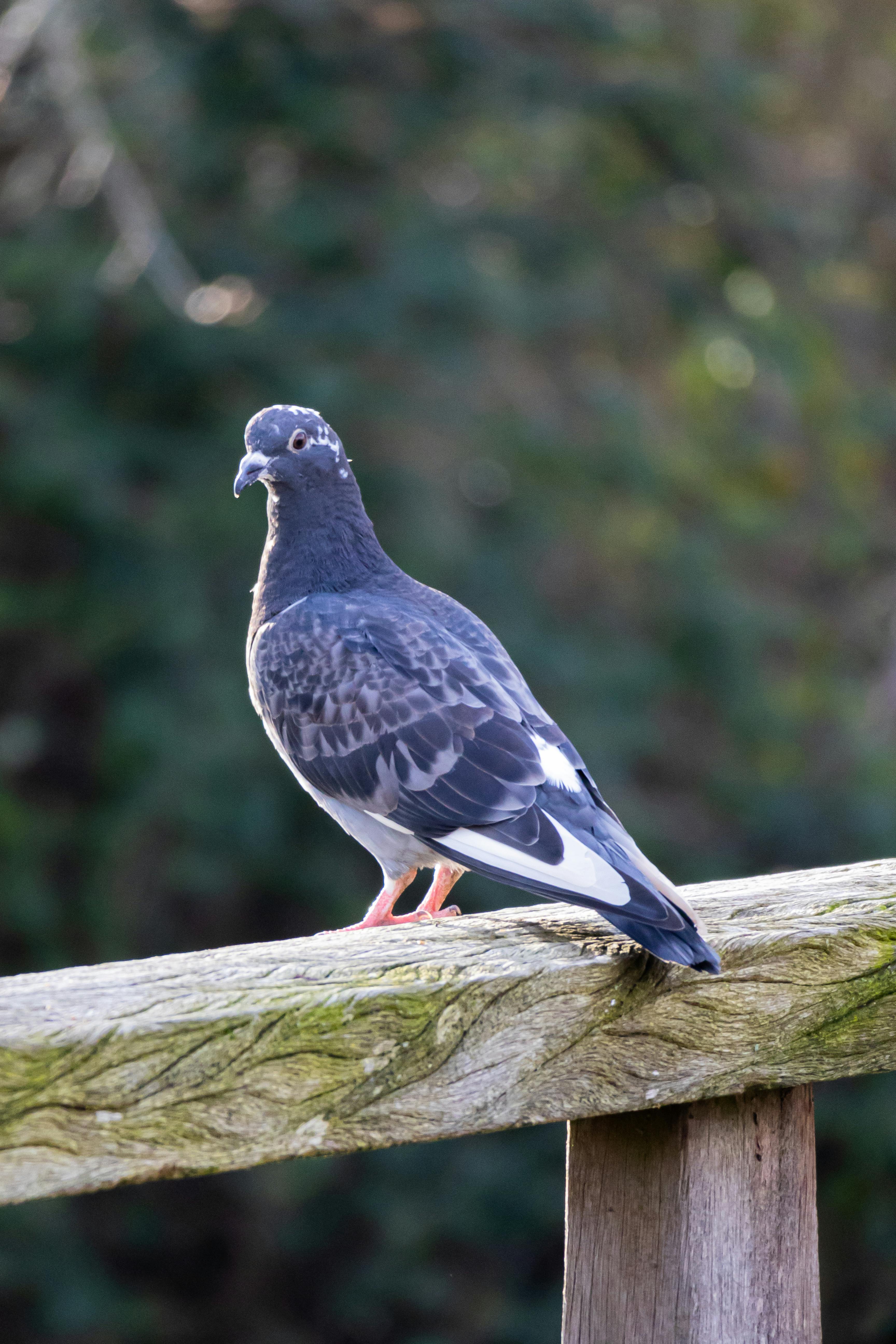 pigeon on wooden railing