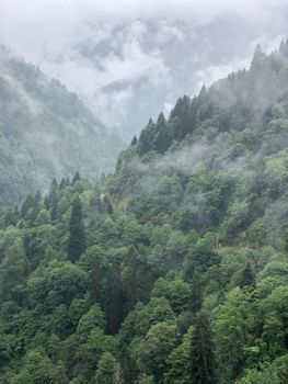 薄雾笼罩着郁郁葱葱的青山，尽显大自然的美丽