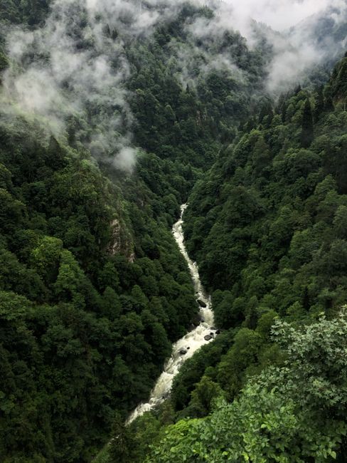Aerial view of a misty green forest with a winding river, perfect for nature enthusiasts.
