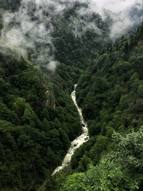Free Aerial view of a misty green forest with a winding river, perfect for nature enthusiasts. Stock Photo
