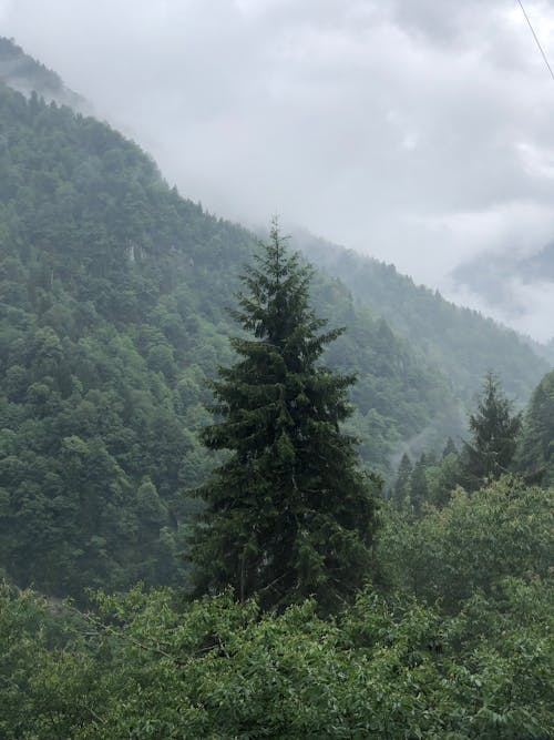 Photo of Spruce-fir Forest