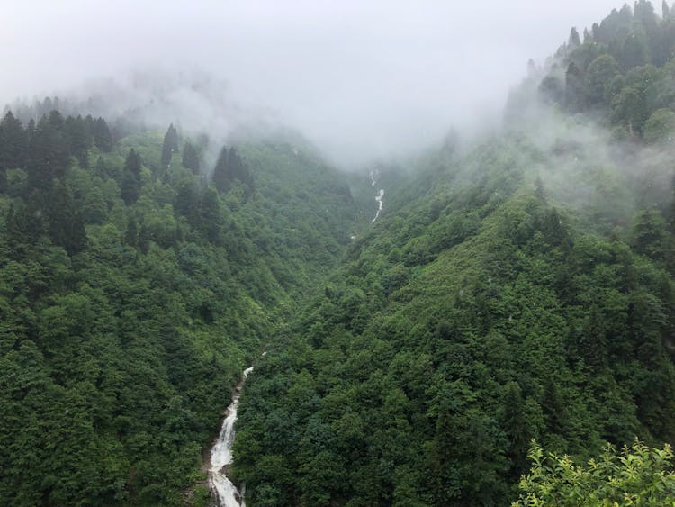 Aerial Photo Of River In Between Trees