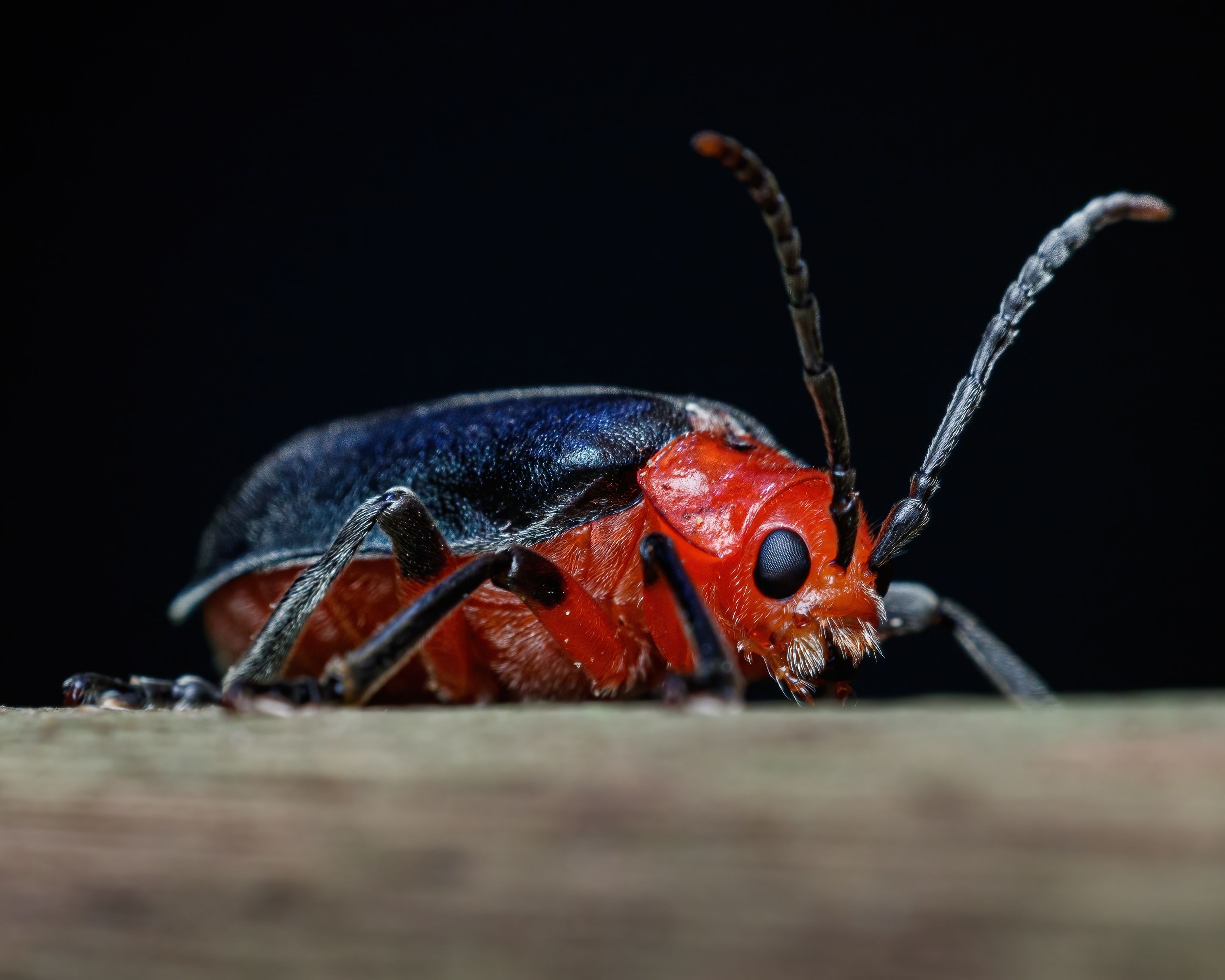Detailed macro shot of a vivid red and black beetle on a wooden surface.